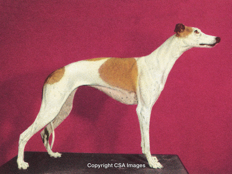 Stylized Profile of a Graceful Whippet Dog Against a Bold Pink Background