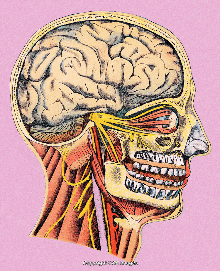 Detailed Anatomical Illustration of the Human Brain and Skull Side Section
