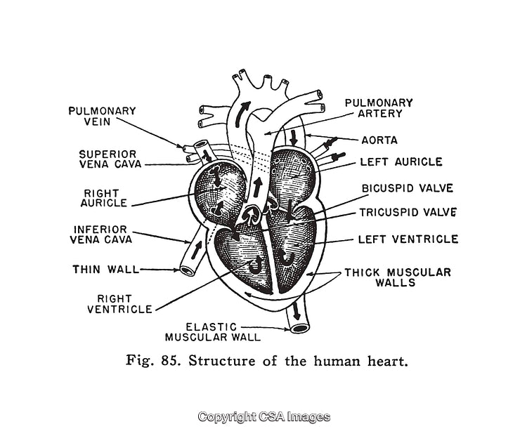 Detailed Diagram of the Human Heart Structure and Anatomy