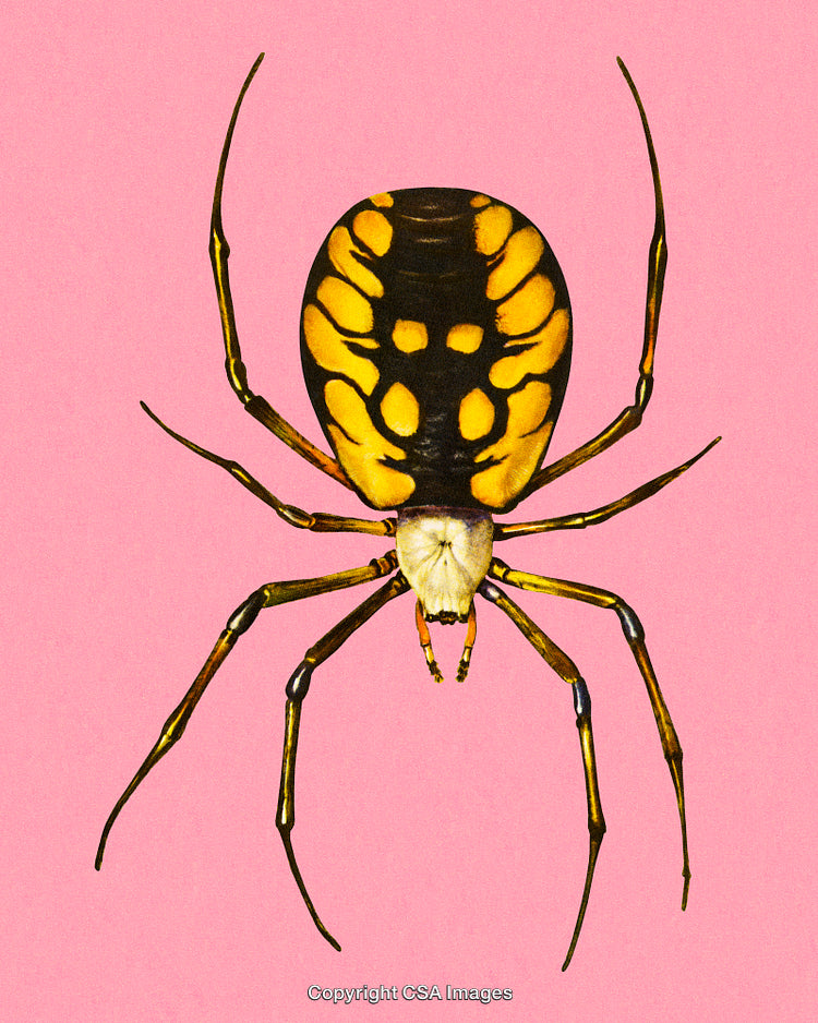 Yellow and Black Spider on Pink Background Displaying Unique Pattern