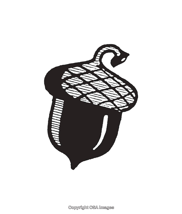 Black and White Illustration of a Simple Acorn Line Drawing