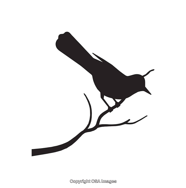Silhouette of a Bird Perched on a Tree Branch in Black and White