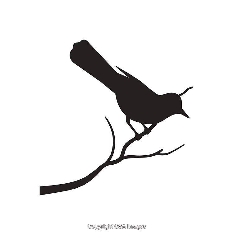Silhouette of a Bird Perched on a Tree Branch in Black and White