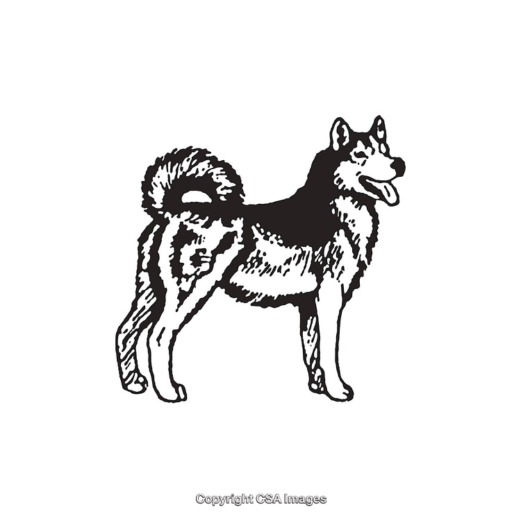 Black and White Line Art of a Standing Husky Dog