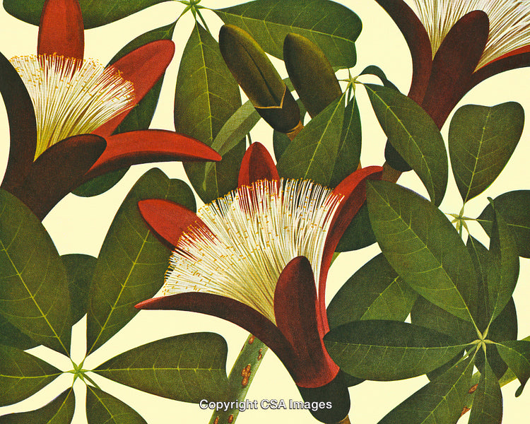 Botanical Illustration of Vibrant Red Flowers and Lush Green Leaves