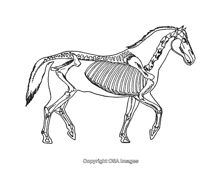 Detailed Black and White Horse Skeleton Anatomy Diagram