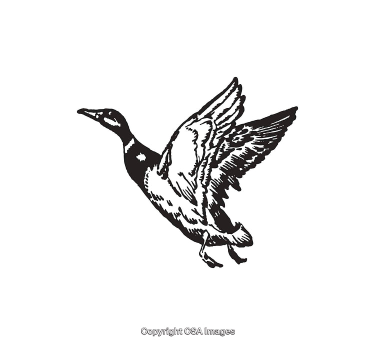 Black and White Line Art Illustration of Flying Bird