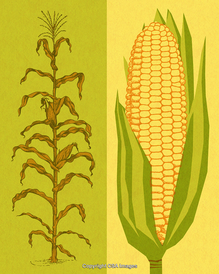 Illustration of a Maize Plant and Corn Cob in Detailed Style