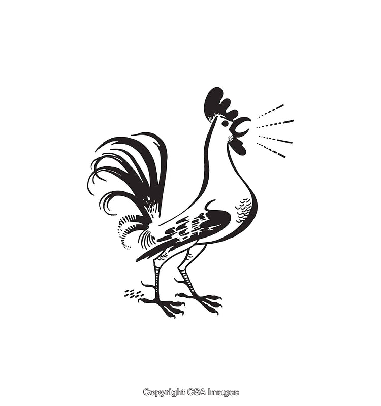 Black and White Illustration of a Crowing Rooster