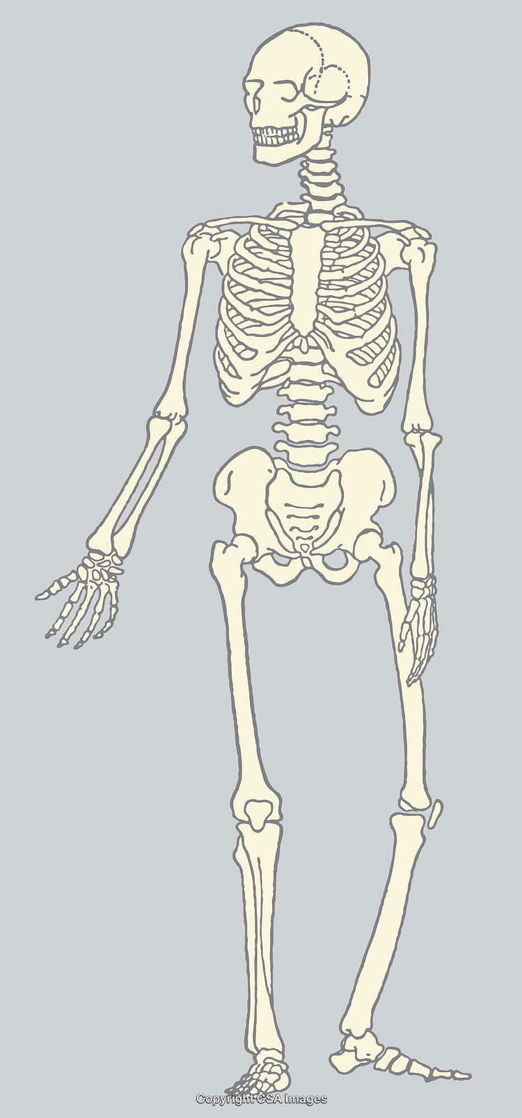 Detailed Color Line Art Illustration of a Human Skeletal Anatomy