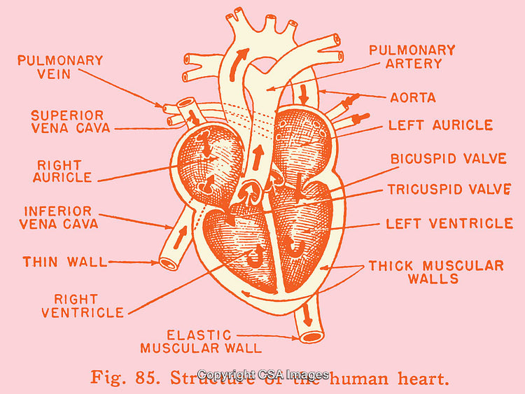 Detailed Color Illustration of the Human Heart Anatomy Structure
