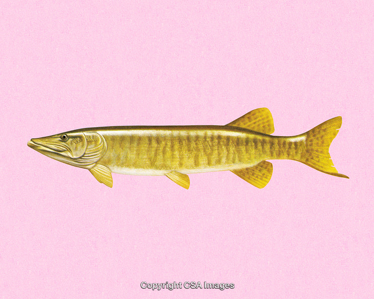 Illustration of a Yellow Muskellunge Fish on a Bright Pink Background