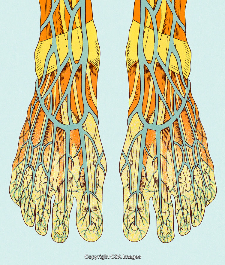 Illustrative Diagram of Human Feet Showing Nerves and Blood Vessels