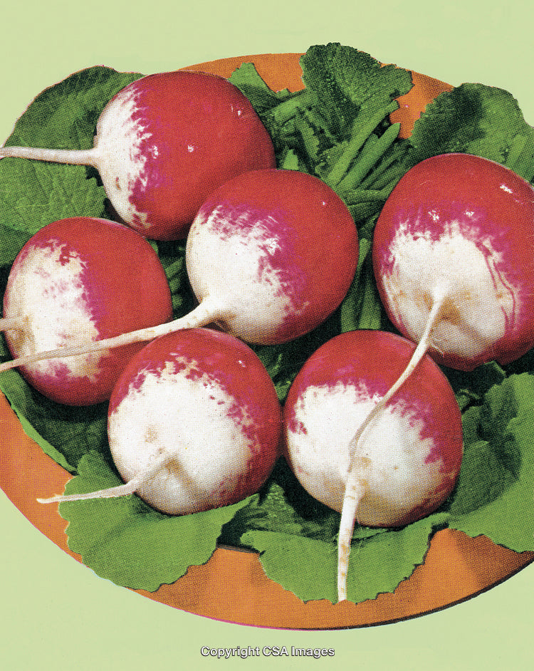Fresh Radishes with Leaves on a Plate in a Stylized Illustration