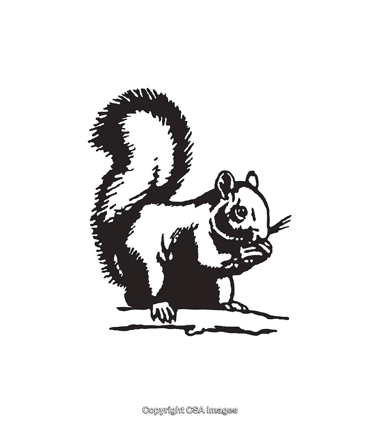 Black and White Illustration of a Squirrel in Line Art Style