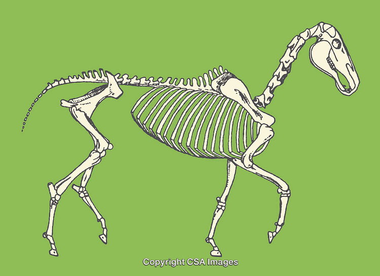 Illustrated Horse Skeleton Drawing Against a Green Background