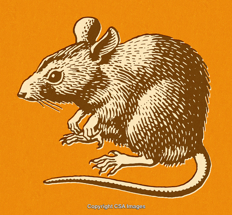 Vintage Styled Illustration of a Mouse on a Solid Orange Background