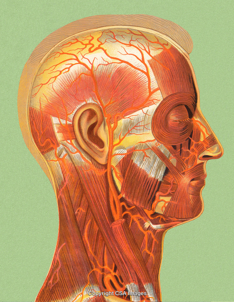 Medical Illustration of Head Muscles, Vessels, and Anatomy