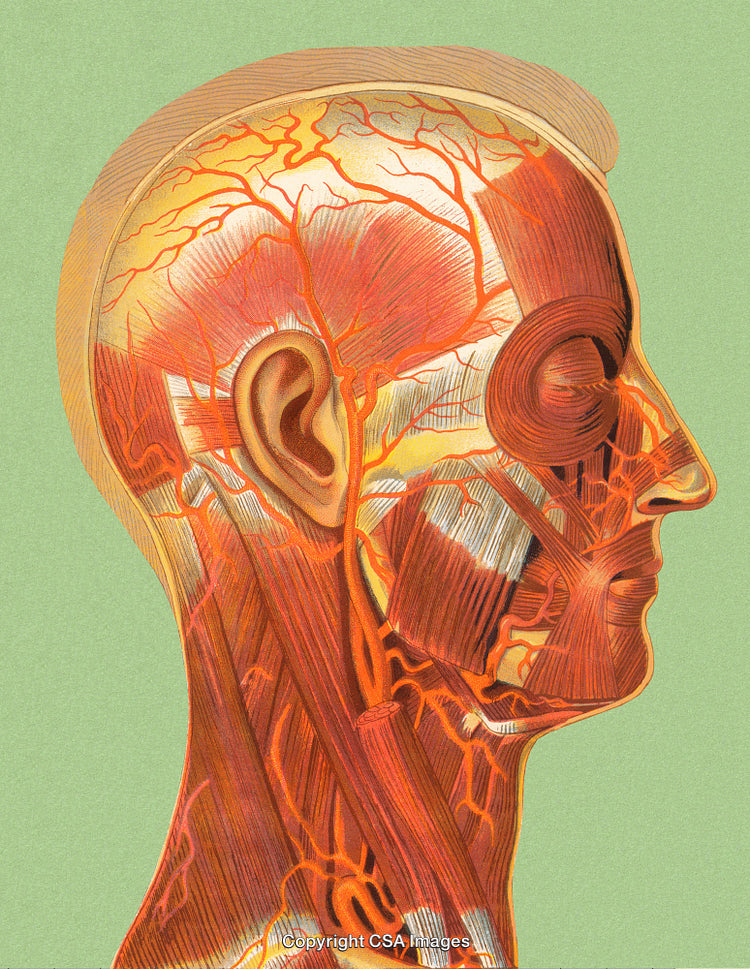 Medical Illustration of Head Muscles, Vessels, and Anatomy