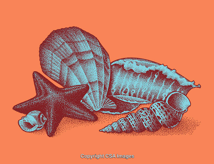 Color Illustrations of Seashells and Starfish on a Vibrant Background