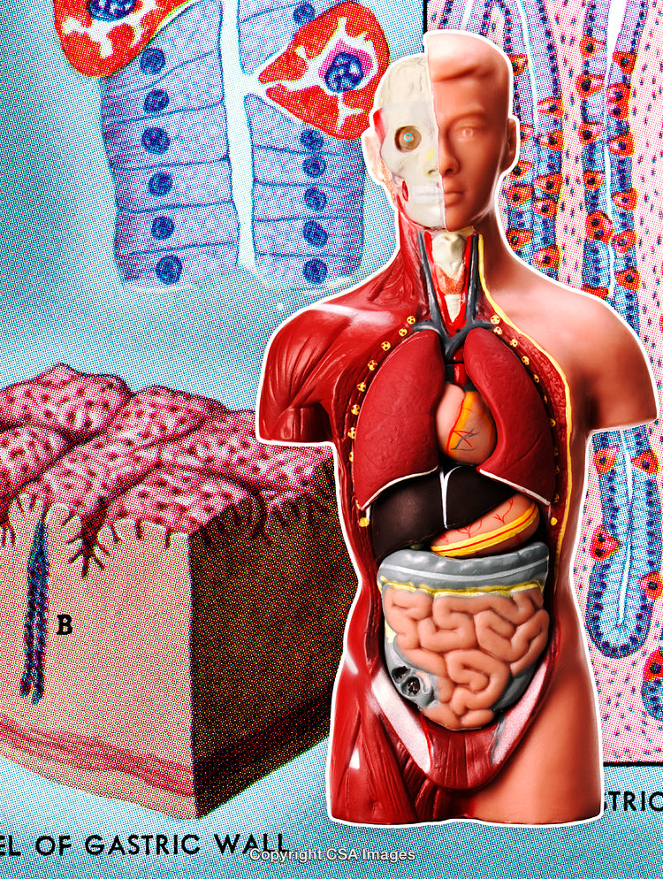 Educational Anatomical Model with Detailed Human Digestive and Tissue Illustrations