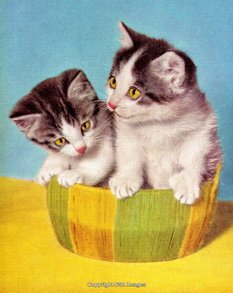 Adorable Kittens Resting Inside a Colorful Basket on Vibrant Background