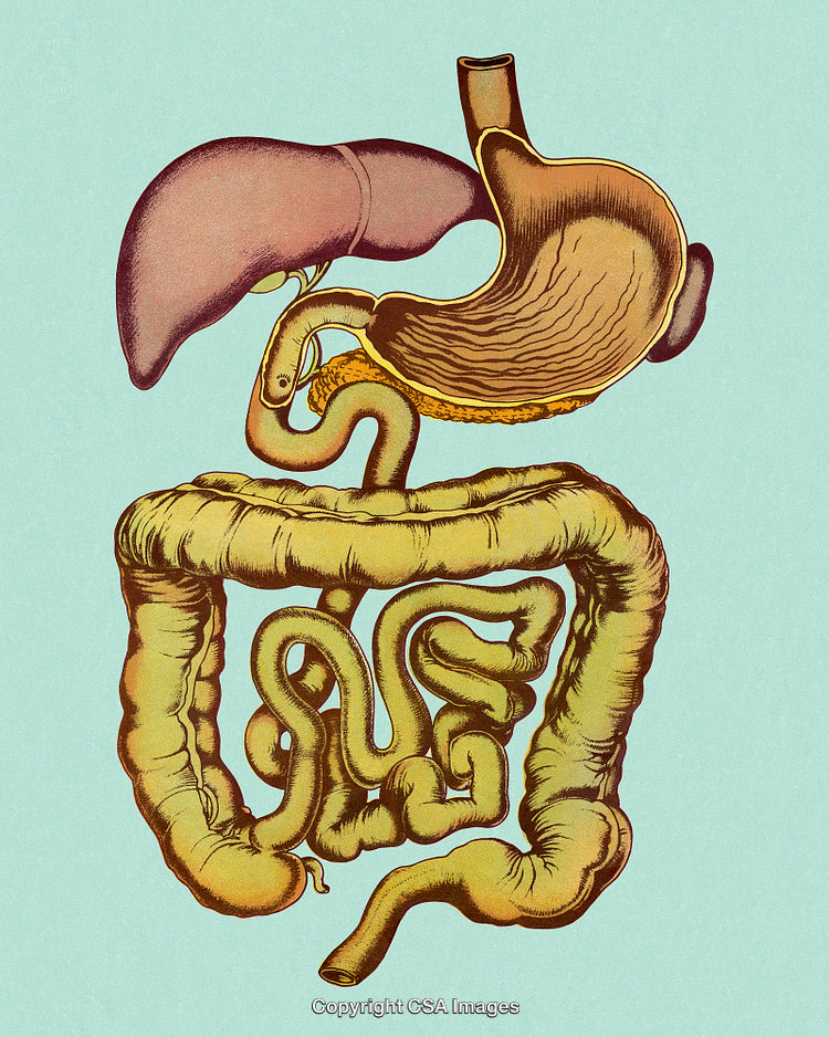 Detailed Diagram of the Human Digestive System on a Light Background