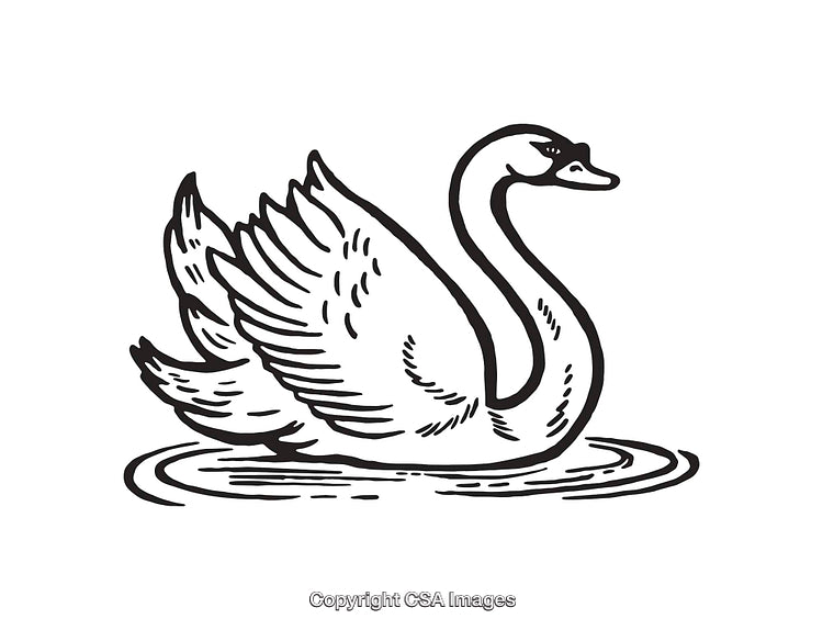 Elegant Swan Illustration in Black and White Line Art Style