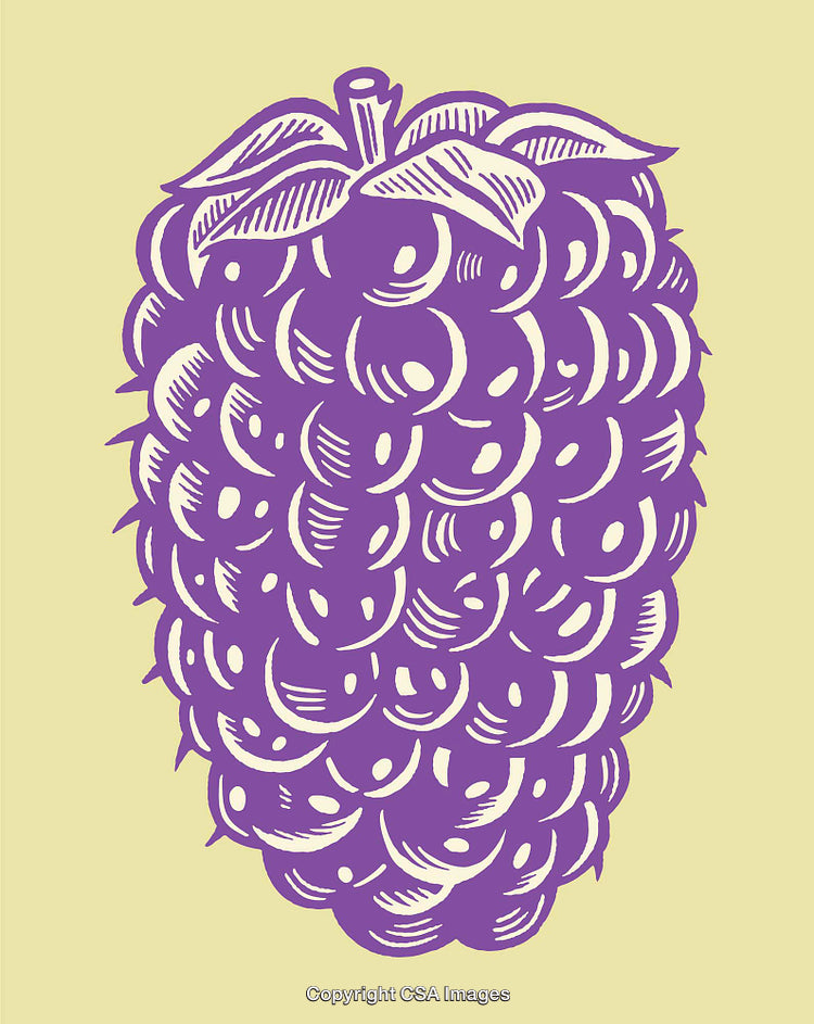 Purple Raspberry Illustration in Vintage Line Art Style