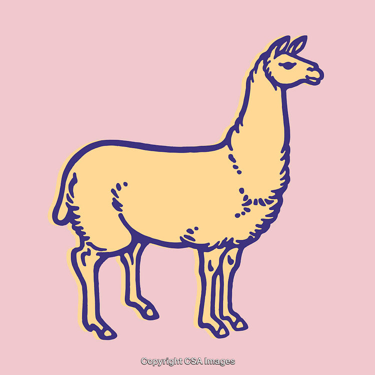 Colorful Line Art Illustration of a Llama on a Pastel Background