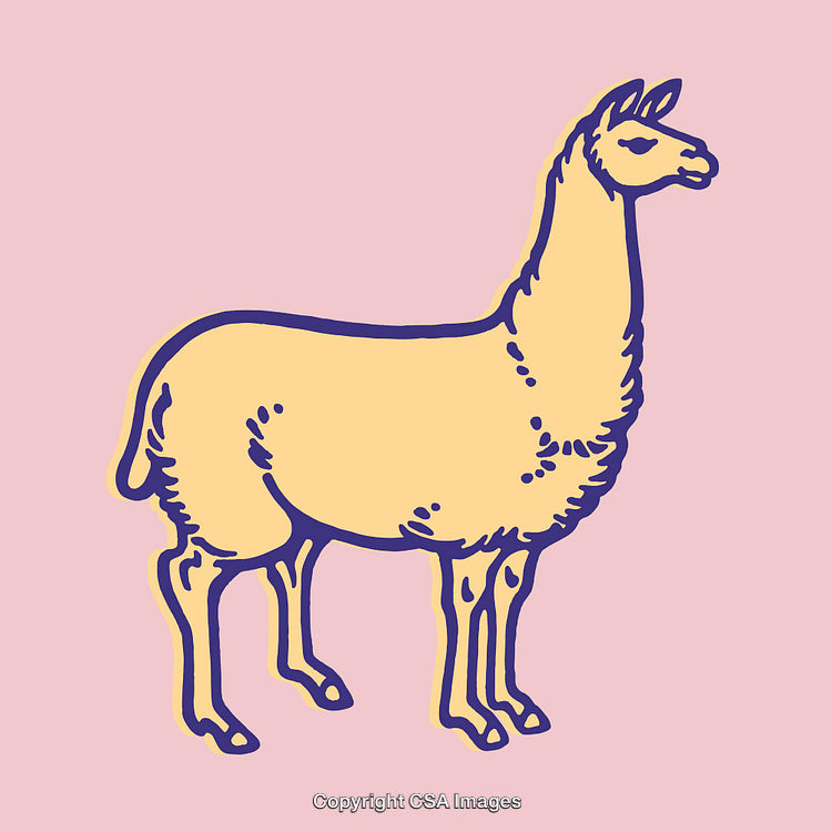 Colorful Line Art Illustration of a Llama on a Pastel Background