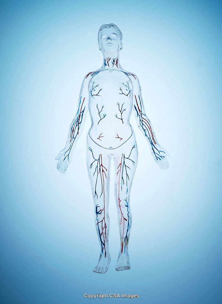 Human Anatomy Model Highlighting Veins and Arteries on Transparent Figure