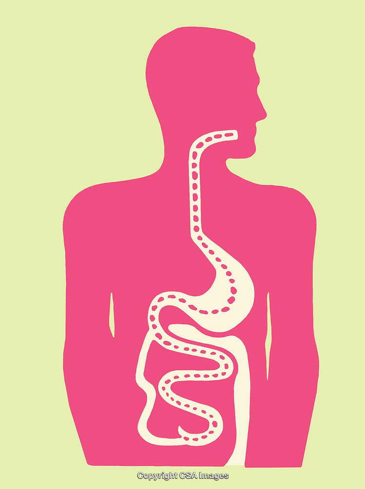 Diagram of Human Digestive System as Colorful Line Art Illustration