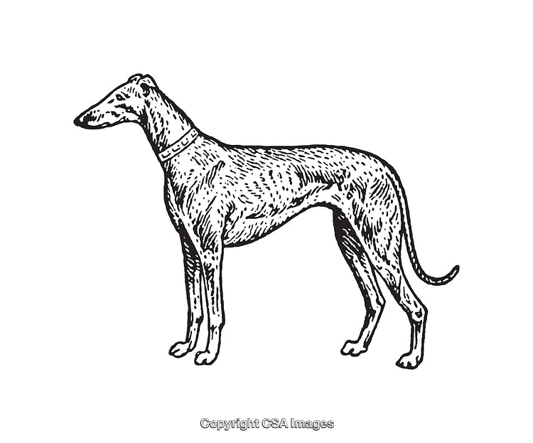 Vintage Black and White Line Art of a Graceful Greyhound