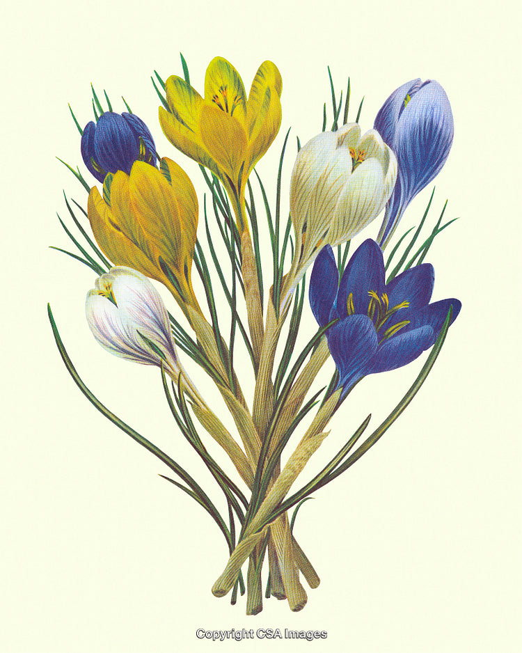 Illustrated Bouquet of Colorful Crocus Flowers with Elegant Details