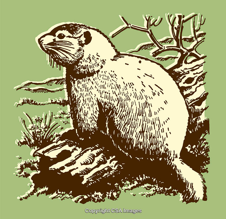 Detailed Line Art Illustration of an Otter in Natural Surroundings