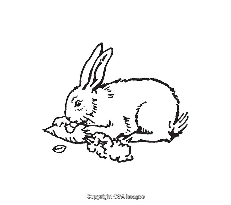 Black and White Line Art Drawing of a Rabbit Eating a Vegetable