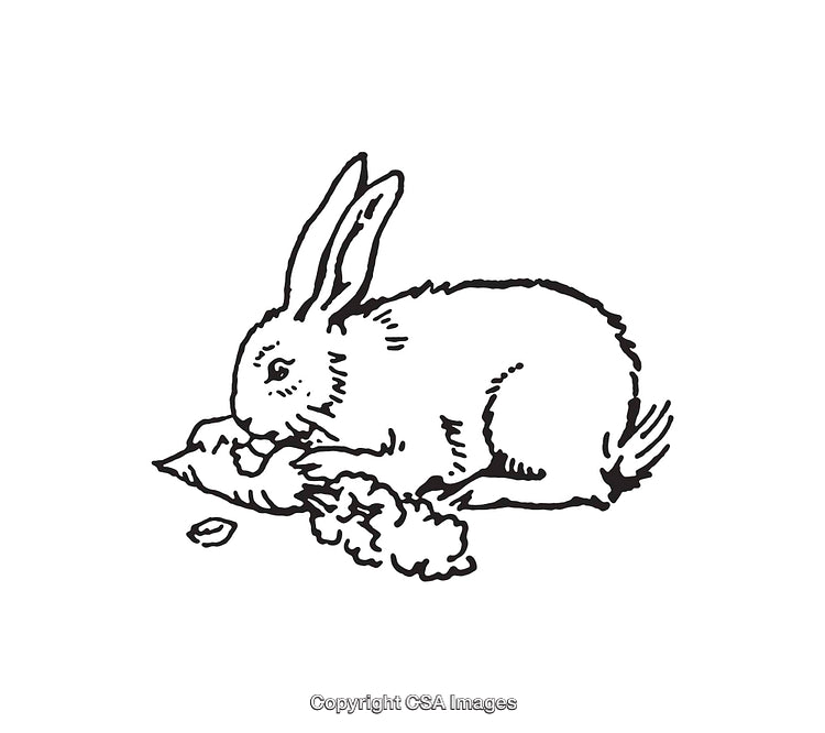 Black and White Line Art Drawing of a Rabbit Eating a Vegetable