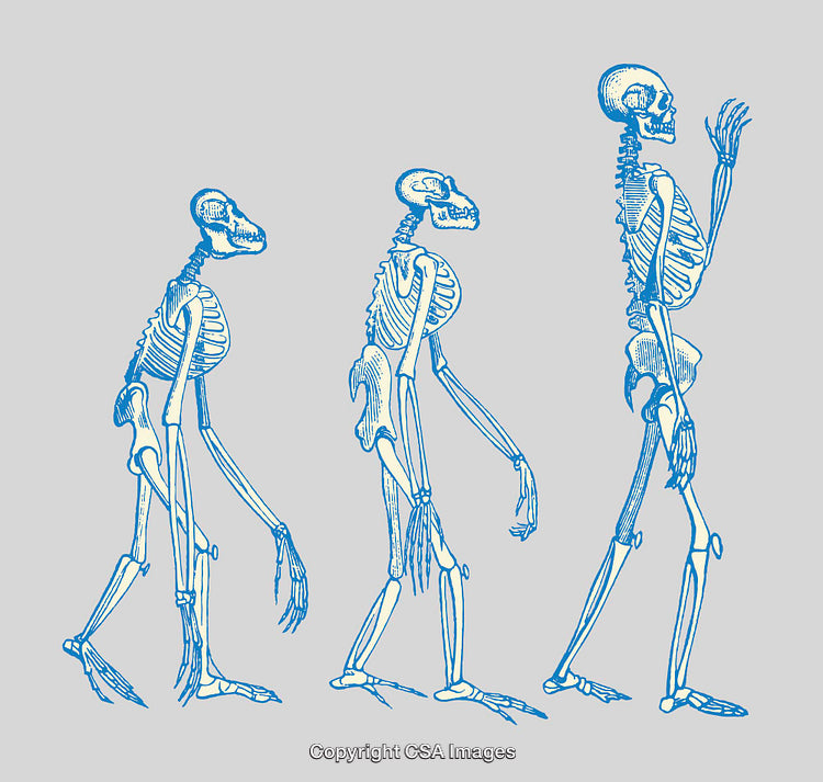 Evolution of Human Anatomy Illustrated with Colorful Skeleton Line Art