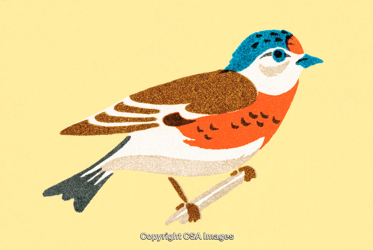 Colorful Bird Illustration on Light Background in Artistic Style