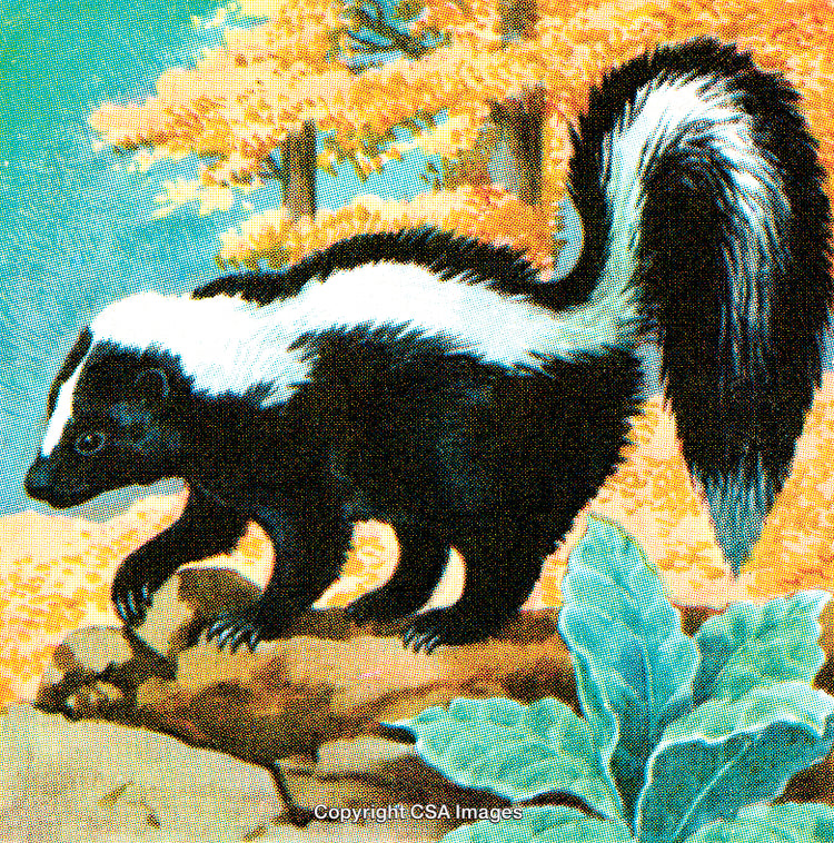 Illustrated Skunk in Autumn Forest With Colorful Foliage and Vegetation