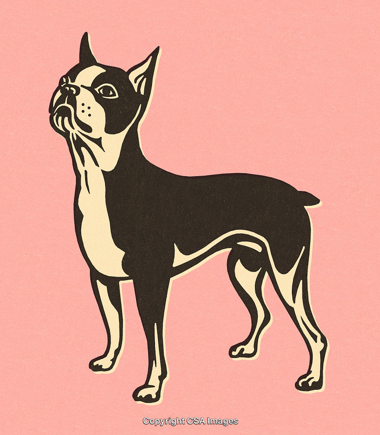 Stylized Illustration of a Boston Terrier Dog on a Pink Background