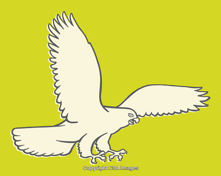 Line Art Illustration of a Majestic Hawk in Mid-Flight