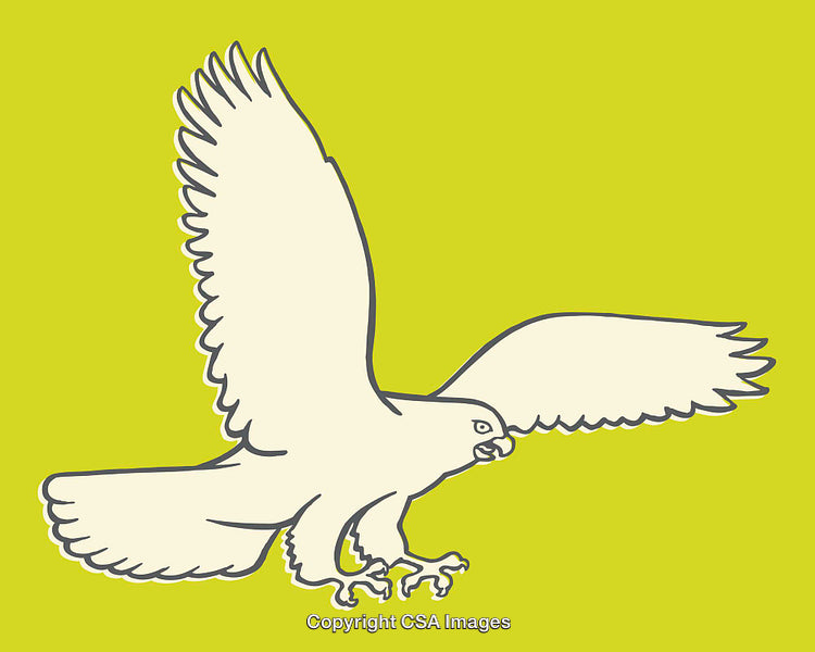 Line Art Illustration of a Majestic Hawk in Mid-Flight