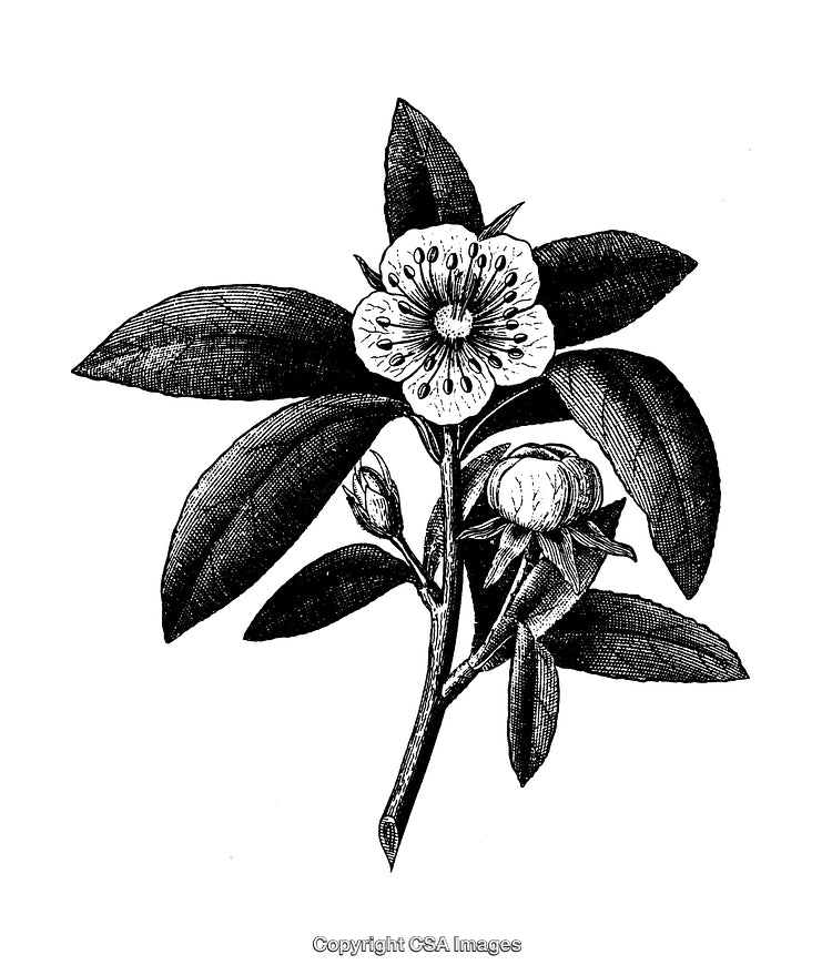 Intricate Black and White Engraving of a Botanical Floral Illustration