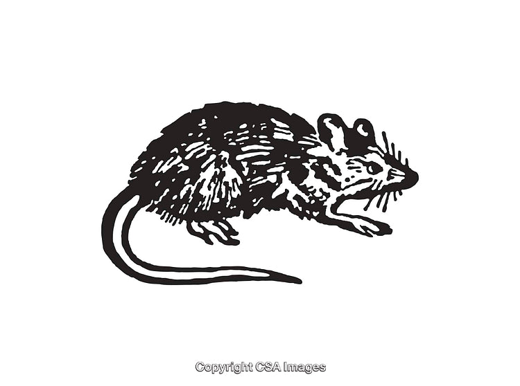 Black and White Line Art Illustration of a Small Mouse
