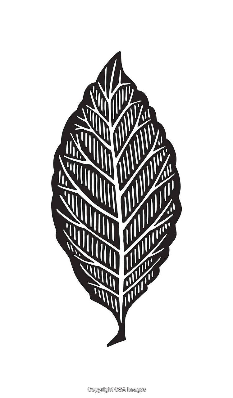 Detailed Line Art Illustration of a Leaf in Black and White