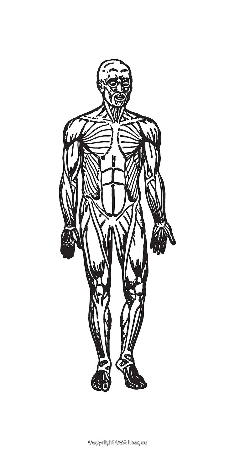 Detailed Anatomy Illustration of Human Musculature in Black and White