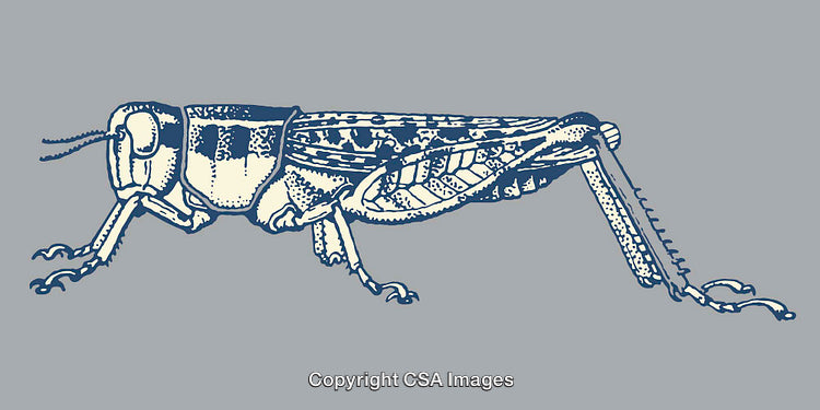 Detailed Line Art Illustration of a Grasshopper in Blue Tones