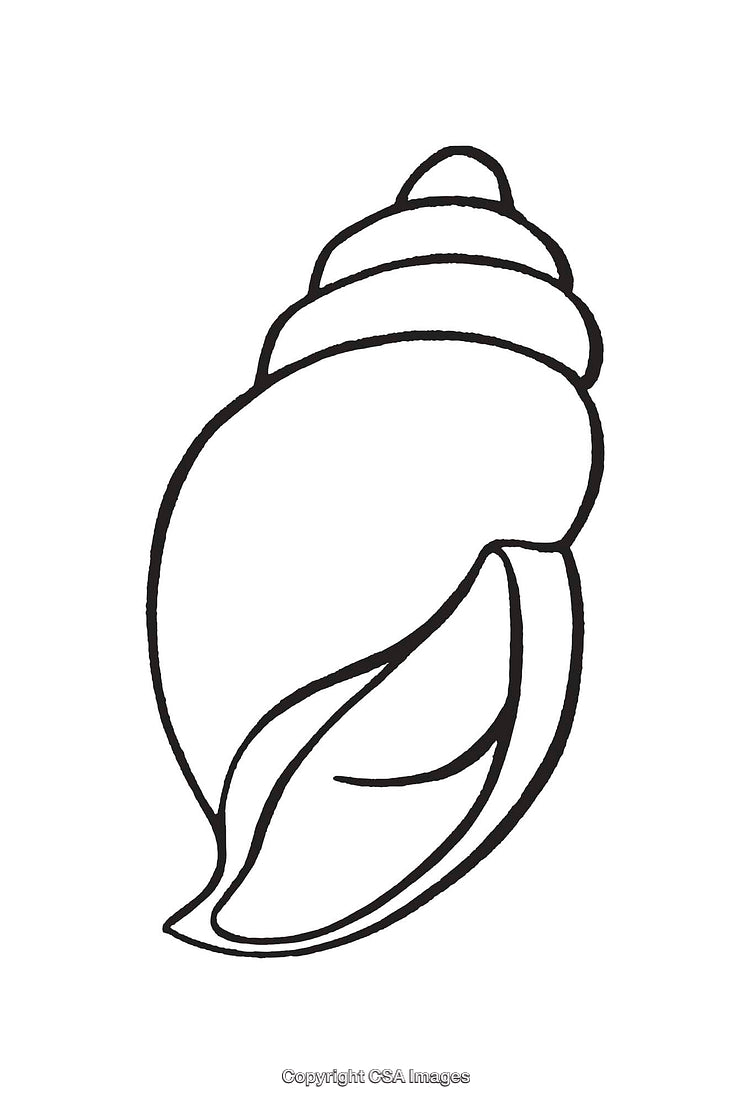 Black And White Line Art of a Detailed Spiral Seashell